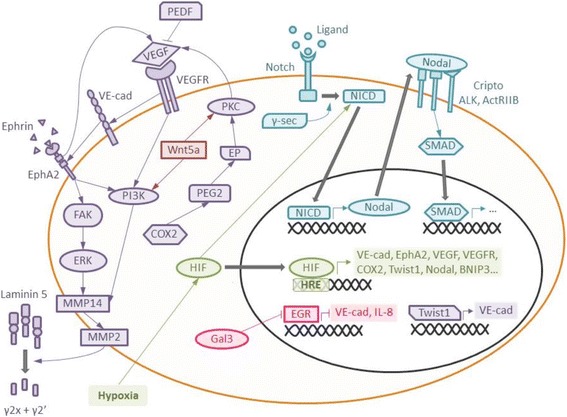 File:Vasculogenic mimicry signaling pathways.jpg