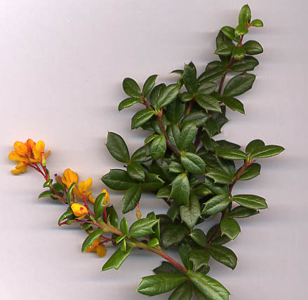File:Berberis darwinii shoot.jpg