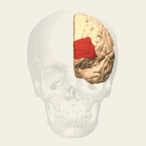 File:Brodmann area 10 animation small.gif