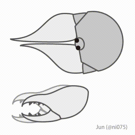 File:20220606 Solifugae chelicerae movement.gif