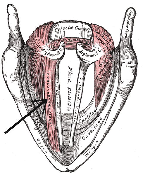 File:Musculusthyreoarytenoideus.png