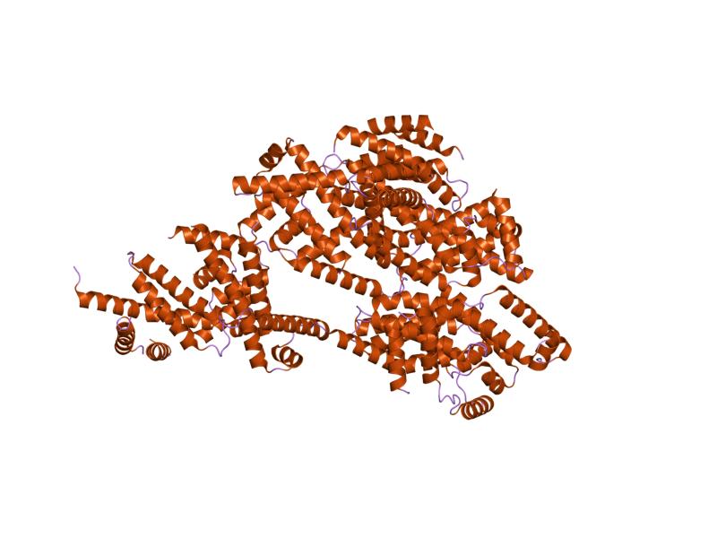 File:PDB 1rp3 EBI.jpg
