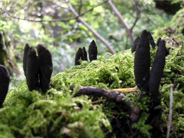 File:Xylaria longipes Edinburg.jpg
