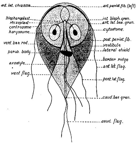 File:CESimon Giardia Trophozoite.jpg