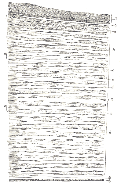 File:Gray871.png