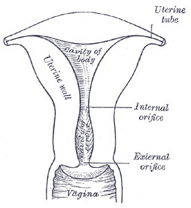 File:Gray1167.png