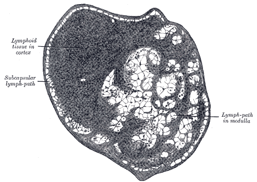 File:Gray597.png