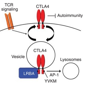 File:LRBA and CTLA4.jpg