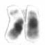 Chromosome 21 cropped from a high-resolution human male karyotype