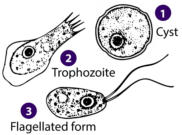 File:Naegleria (formes) en.png