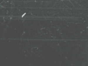 File:Cloud chamber ani bionerd.gif