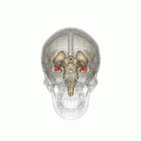 Image of the amygdala