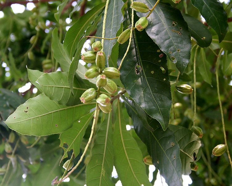File:Barringtonia acutangula (Freshwater Mangrove) fruits in Kolkata W IMG 8545.jpg
