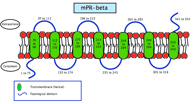 File:Membrane-progesterone-receptor-beta.png