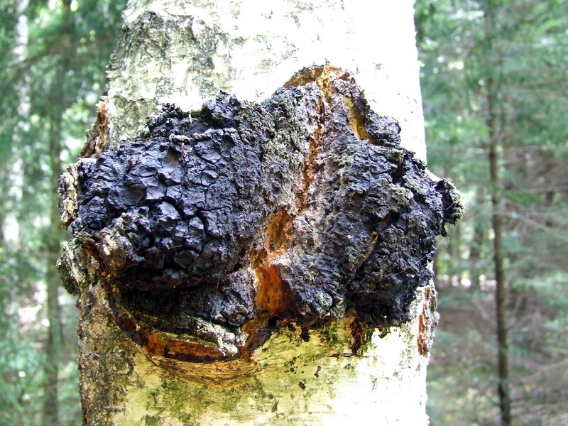 File:Inonotus obliquus.jpg