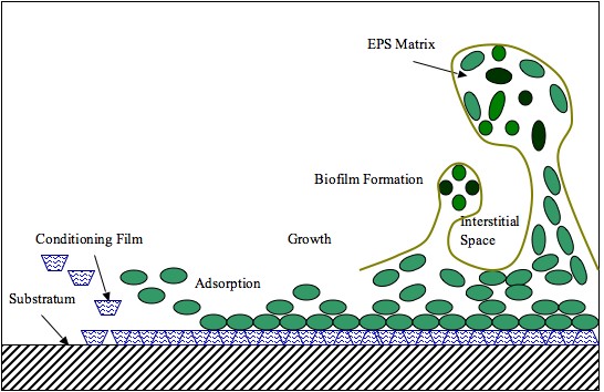 File:Biofilm Formation.jpg