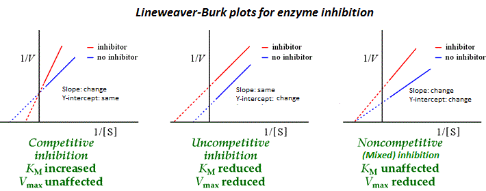 File:Enzyme Inhibition lineweaver-burk plots.gif
