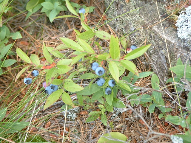 File:Vaccinium angustifolium, Pancake Bay PP.jpg
