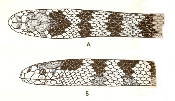File:Hydrophis cyanocinctus lores.jpg