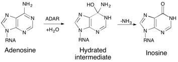 File:ADAR reaction.jpg