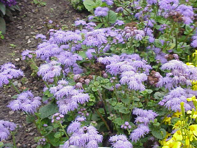 File:Ageratum houstonianum0.jpg