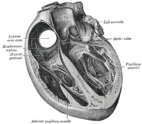 File:Gray498.png