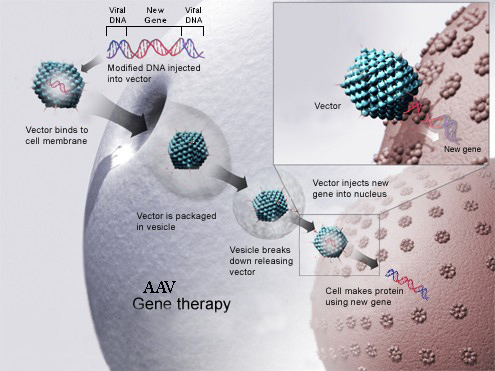 File:AAV Gene Therapy.jpg