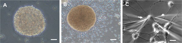File:Journal.pone.0001604.g001 small.jpg