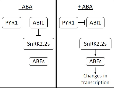 File:ABA signal cascade.jpg