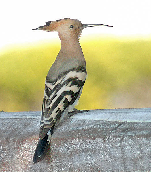 File:Common Hoopoe (Upapa epops) at Puri Im IMG 9204.jpg