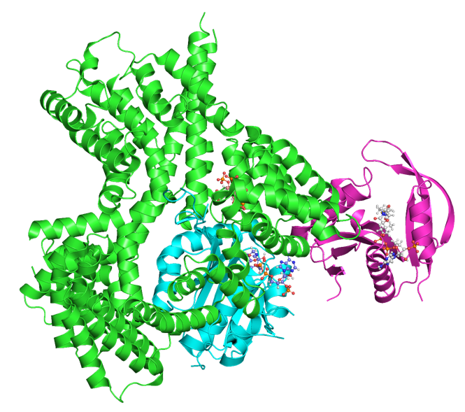 File:Pro-opiomelanocortin.png