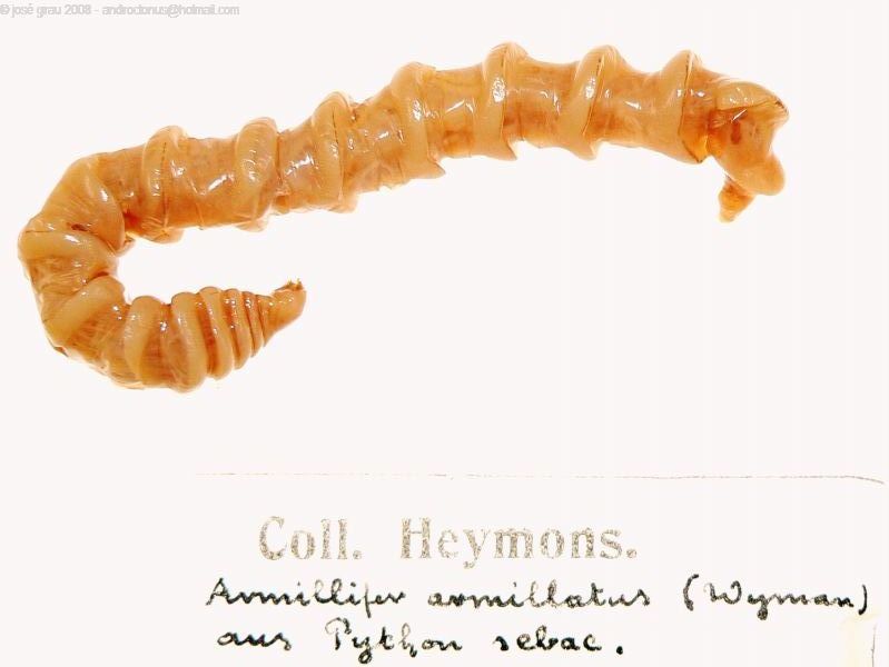 File:Armillifer armillatus.jpg