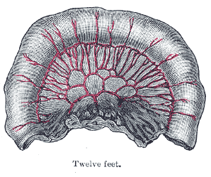 File:Gray1068.png