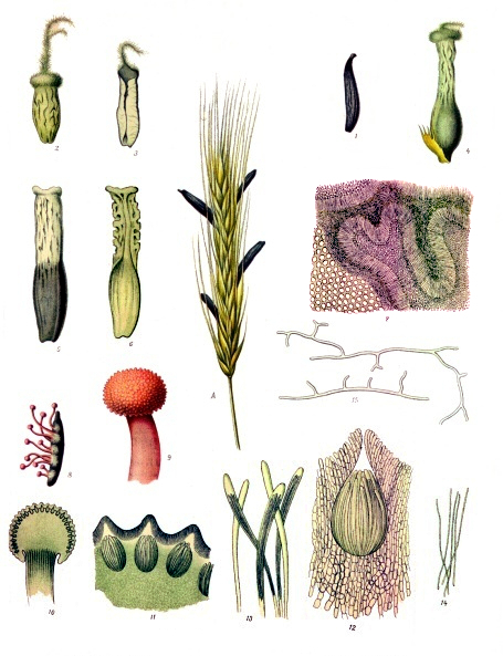 File:Claviceps purpurea - Köhler–s Medizinal-Pflanzen-185-en.jpg