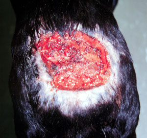 File:Pythiosis 2.jpg
