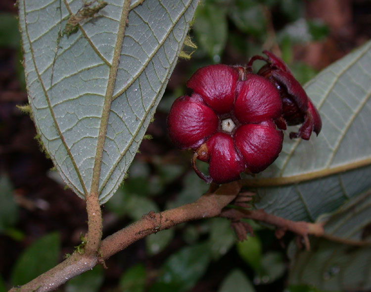 File:Theobroma mammosum 2310 06.jpg