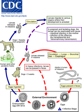 File:Tlifecycle.png