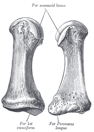 File:Gray284.png