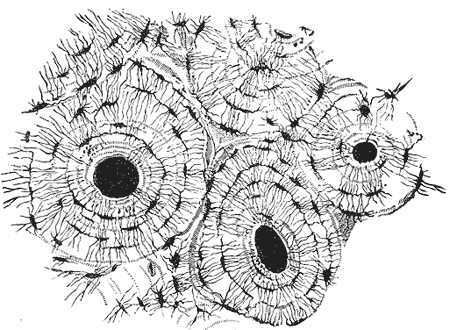 File:Gray73.png