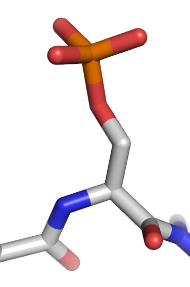 File:Phosphorylated serine.png