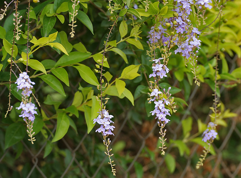File:Duranta repens (Golden Dew Drops) W IMG 9162.jpg