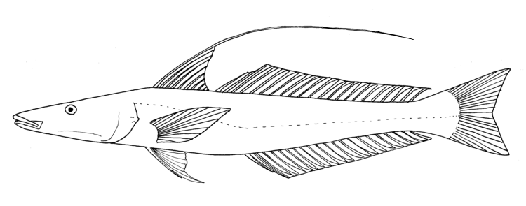 File:Sillaginopsis panijus.png