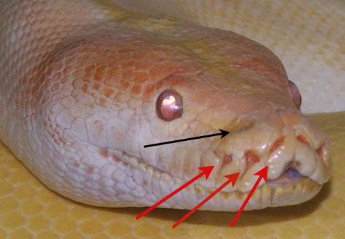 File:Pit organs of a python.jpg
