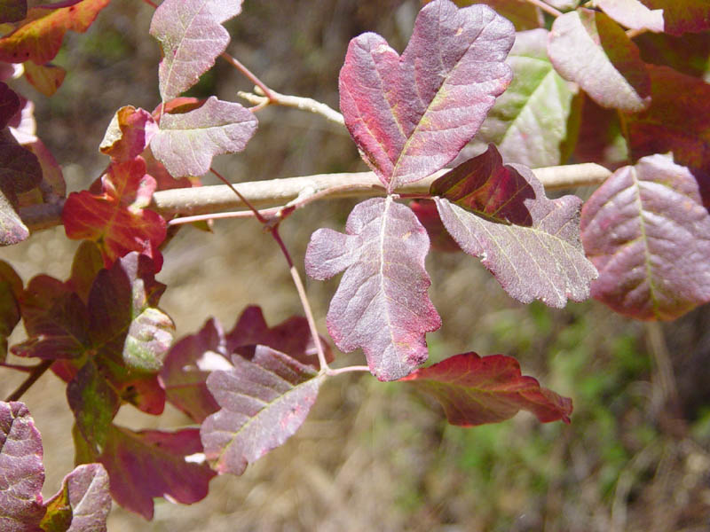 File:PoisonOakRedPhase.jpg