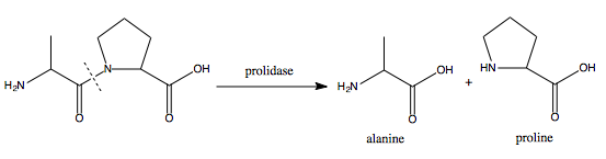 File:Prolidase cleavage of peptide to yield alanine and proline.png