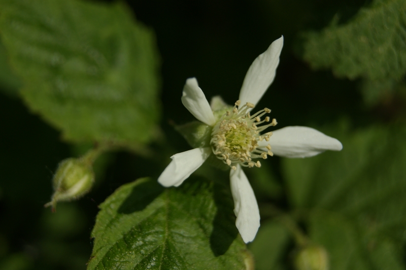 File:Tayberry flower.jpg