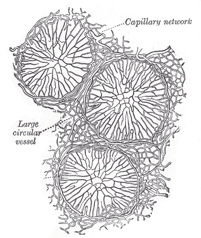 File:Gray1064.png