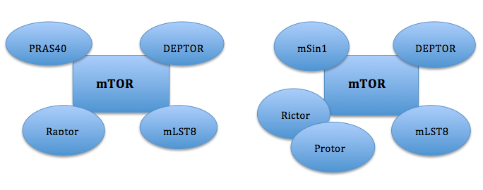 File:MTOR complexes.png