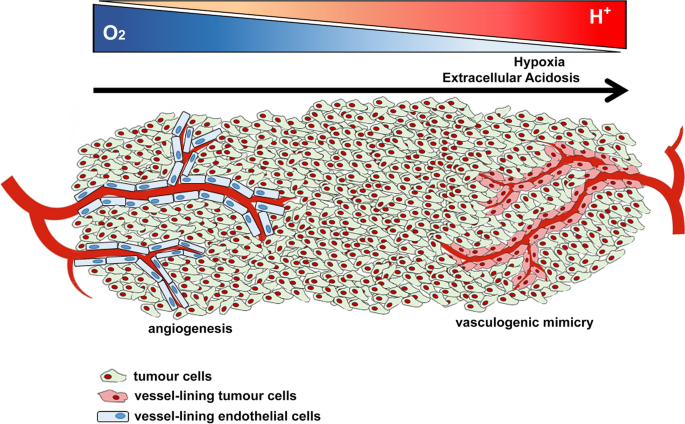 File:Vascular mimicry and angiogenesis.png