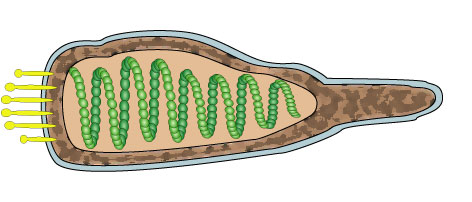 File:Ampullavirus virion.jpg